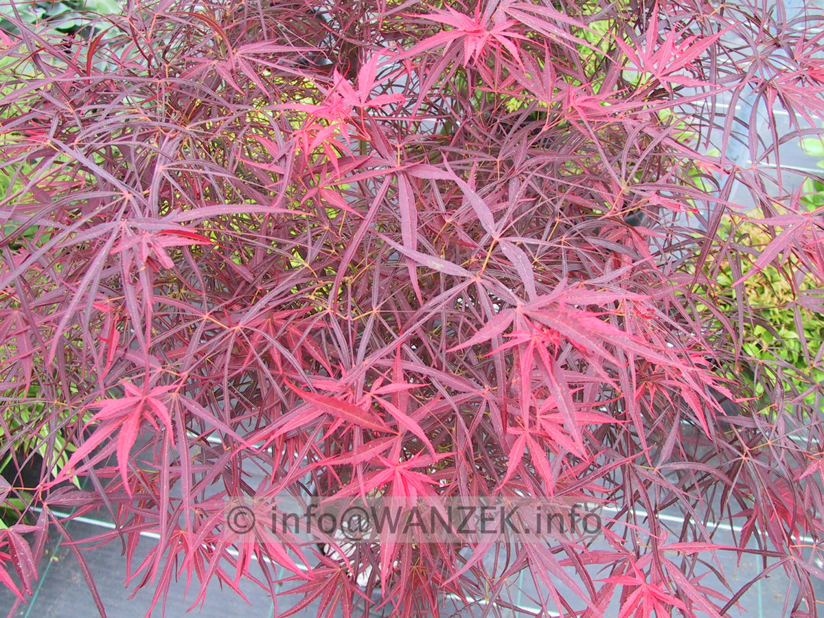 Acer palmatum Red Pygmy.JPG